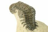 Detailed Crotalocephalina Trilobite - Exposed Hypostome #251055-2